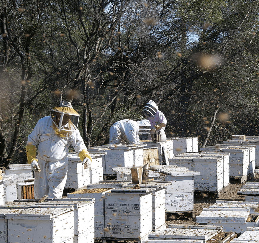 Bee Biology and Behavior Workshop