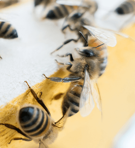 Honey Harvesting Experience