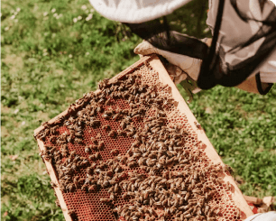 Sustainable Beekeeping Practices - Image 3
