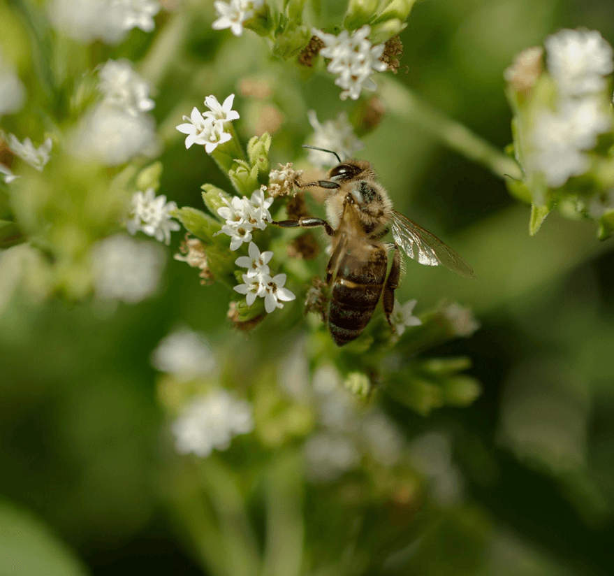 Herb Picking and Identification