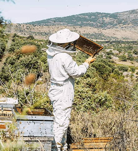 Bee Biology and Behavior Workshop - Image 2