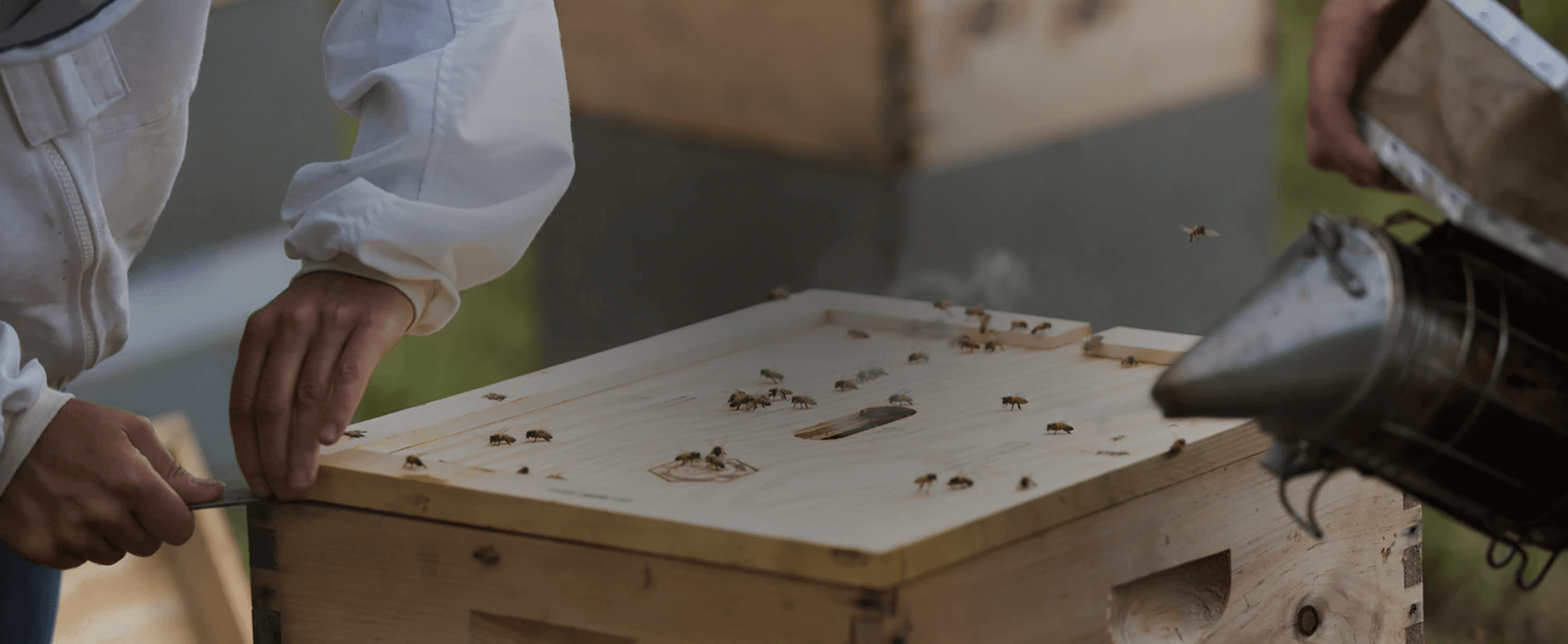 Discover Nature & Beekeeping